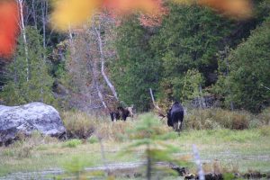maine-wildlife-moose-tours