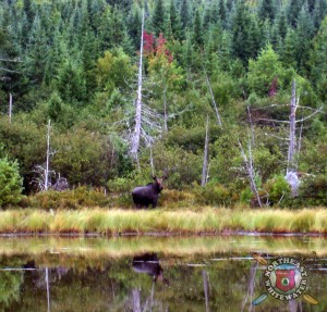 Bull Moose Maine Pond