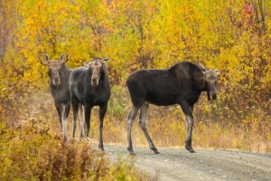 Maine Fall Foliage Moose Watching