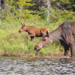 maine-moose-watching