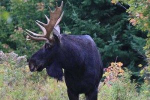Maine-moose-tours
