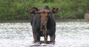 maine-bull-moose