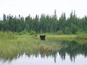 moose tours