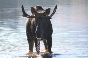 maine moose safari