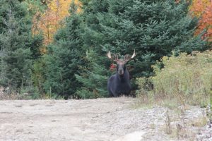 maine bull moose