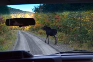 moose tours by van