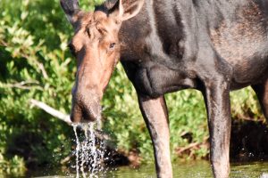 maine moose watching