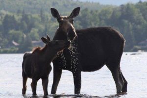 moose watching in maine