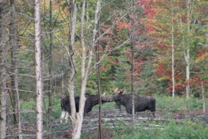 Bull and cow moose standing face to face in the woods in Maine