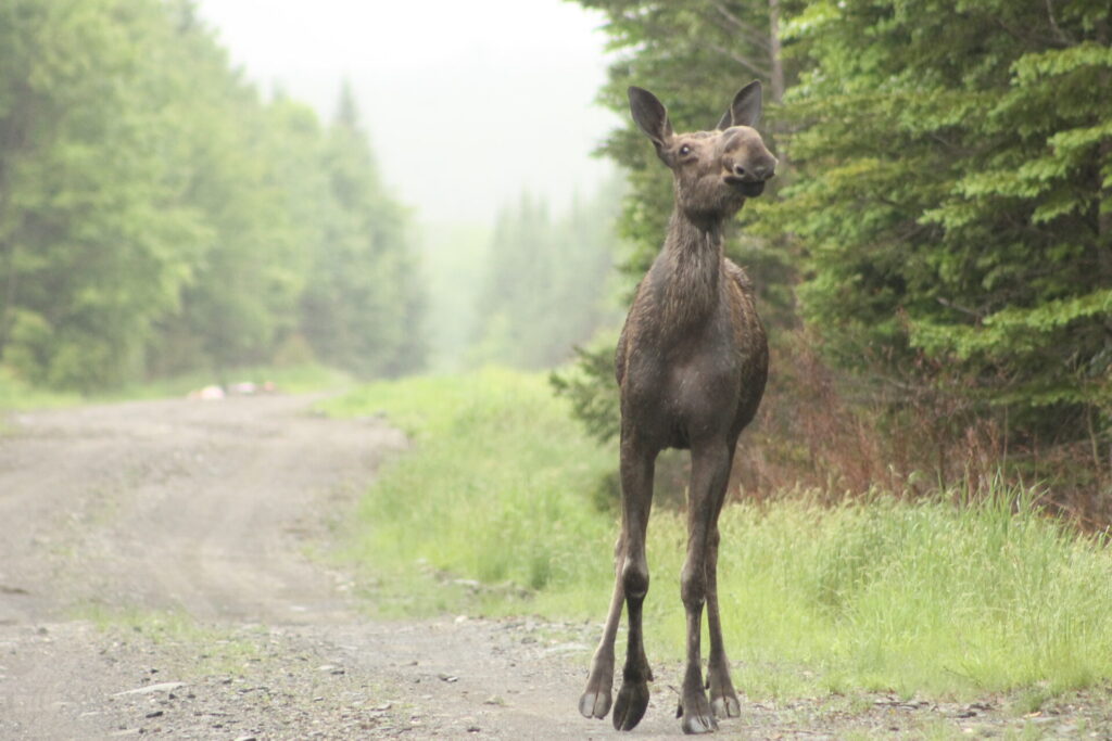 Maine moose standing in dirt road with green foliage behind it