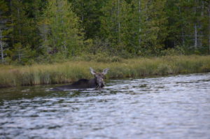 Moose in the water with plant vegetation in it's mouth