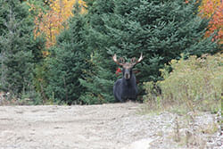 Moose in a Forest