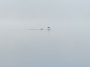 Birds on a lake in Maine