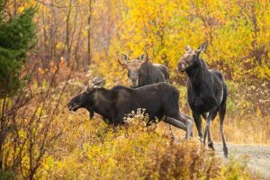 moose tour in maine