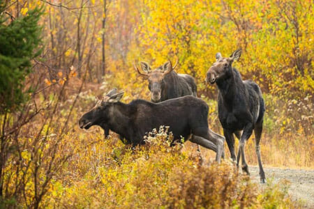 Three Moose Running in a Forest