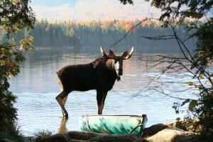 Bull Moose standing in watching in Moose on moose tour in maine