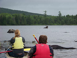 Best time to see Maine Moose in the water swimming on the pond. Two people sitting in a canoe observing moose