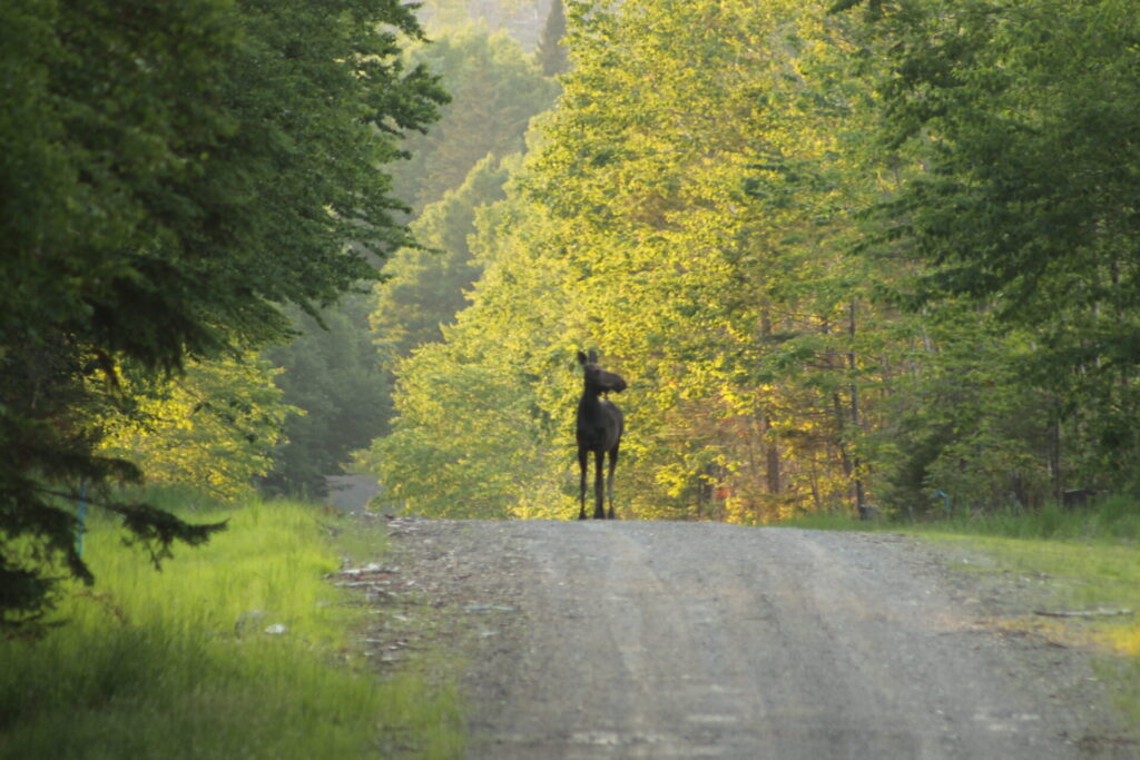 Moose in Maine standing in middle of dirt road with green foliage behind it