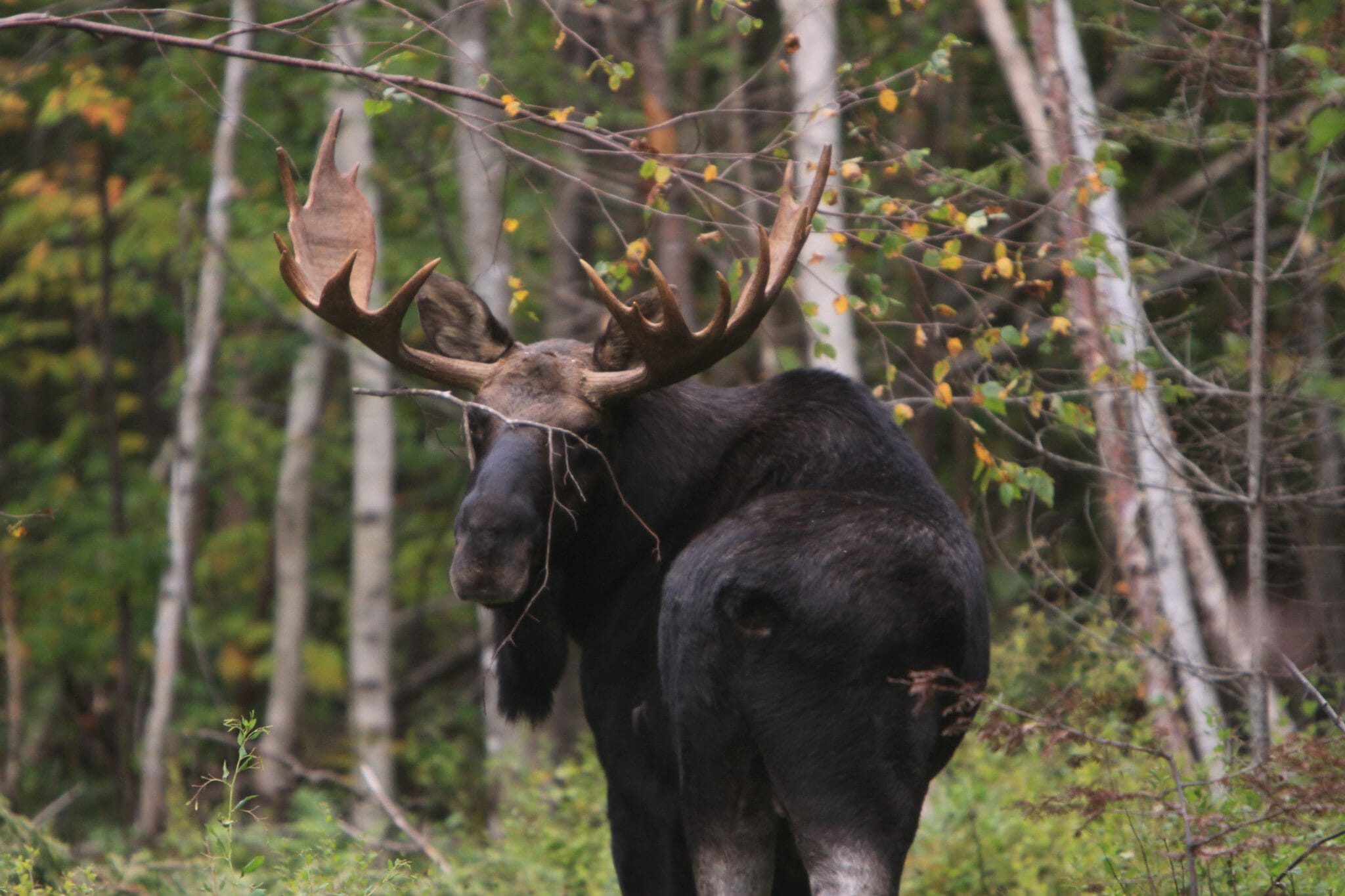 where-is-the-best-place-to-see-moose-in-maine-northeast-whitewater