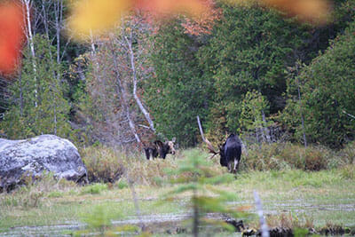 Two moose spotted during Maine moose tour. 