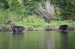 Moose Wading in a Lake in Maine