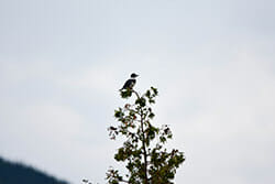 Bird on Top of a Tree
