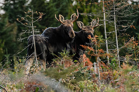 Two moose in forest during Maine moose tour. 