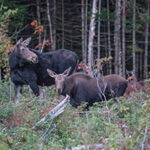 Two Moose in the Forest